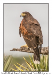 Harris's Hawk