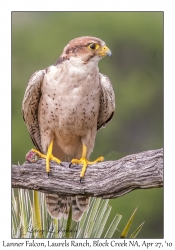 Lanner Falcon