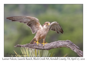 Lanner Falcon