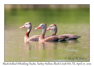 Black-bellied Whistling-ducks