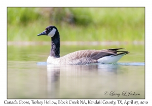 Canada Goose