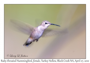 Ruby-throated Hummingbird