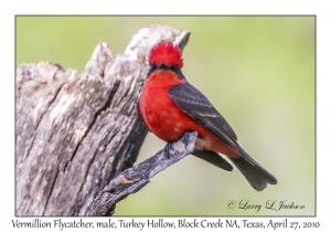 Vermilion Flycatcher