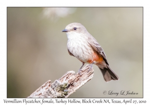 Vermilion Flycatcher