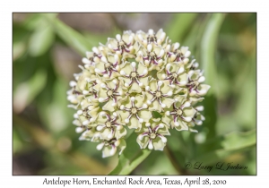 Antelope Horn