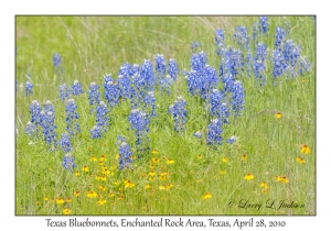 Texas Bluebonnets