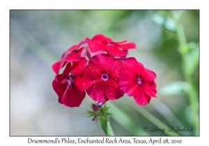 Drummond's Phlox