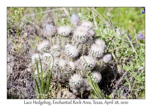 Lace Hedgehog