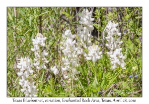 Texas Bluebonnets