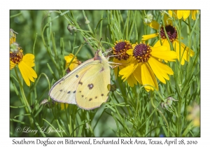 Southern Dogface on Bitterweed