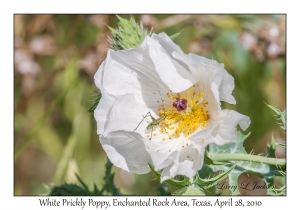 White Prickly Poppy