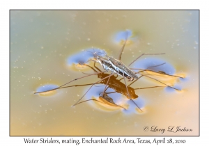 Water Striders