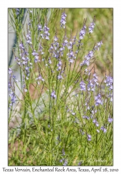 Texas Vervain