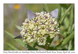 Antelope Horn & Gray Hairstreaks