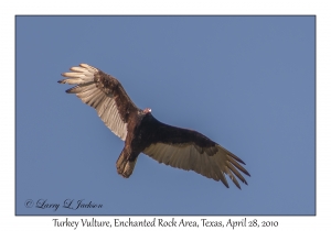 Turkey Vulture