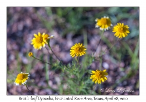 Bristle-leaf Dyssodia