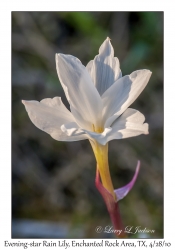 Evening-star Rain Lily