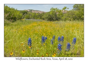 Wildflowers