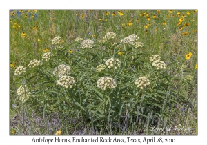 Antelope Horns