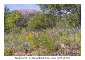 Wildflowers