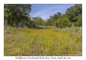 Wildflowers