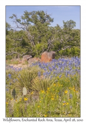 Wildflowers