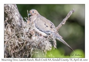 Mourning Dove