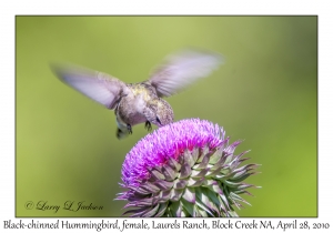 Black-chinned Hummingbird