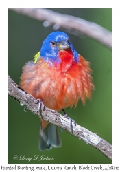 Painted Bunting