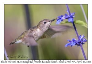 Black-chinned Hummingbird