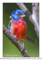 Painted Bunting