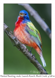 Painted Bunting