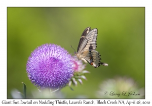 Giant Swallowtail onNodding Thistle