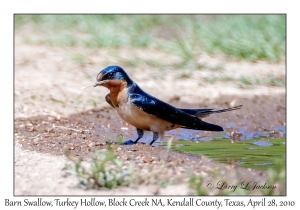 Barn Swallow