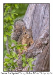 Eastern Fox Squirrel