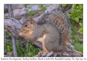 Eastern Fox Squirrel