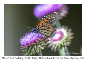 Monarch on Nodding Thistle