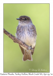 Eastern Phoebe