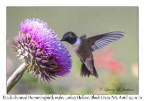 Black-chinned Hummingbird