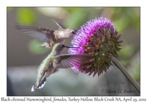 Black-chinned Hummingbirds