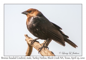 Brown-headed Cowbird