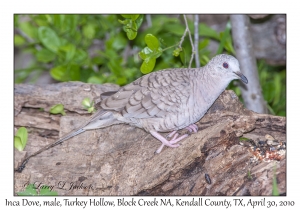 Inca Dove