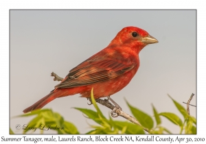 Summer Tanager