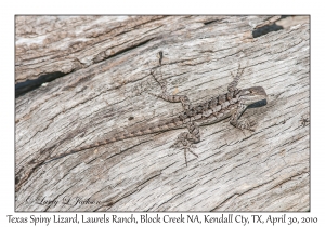 Texas Spiny Lizard