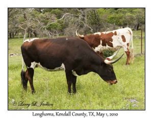 Longhorn, females