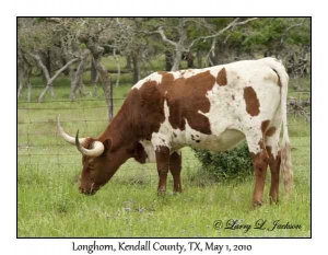 Longhorn, female