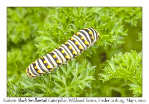 Eastern Black Swallowtail Caterpillar