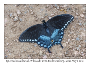 Spicebush Swallowtail