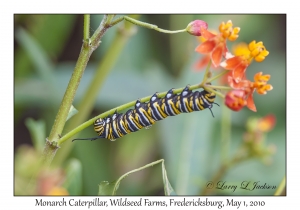 Monarch Caterpillar