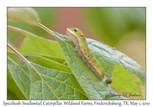 Spicebush Swallowtail Caterpillar